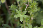 Dovefoot geranium